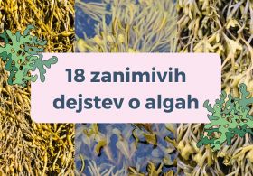 18 zanimivih dejstev o algah