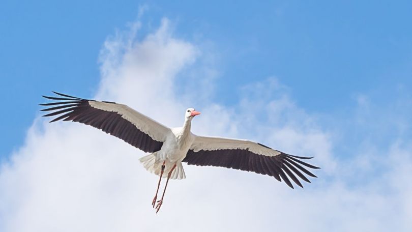 Štorklje se zbirajo in odhajajo na jug, mi pa podarjamo 29 brošk za srečno pot