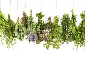 Kaj bi morali vedeti o nabiranju zelišč?