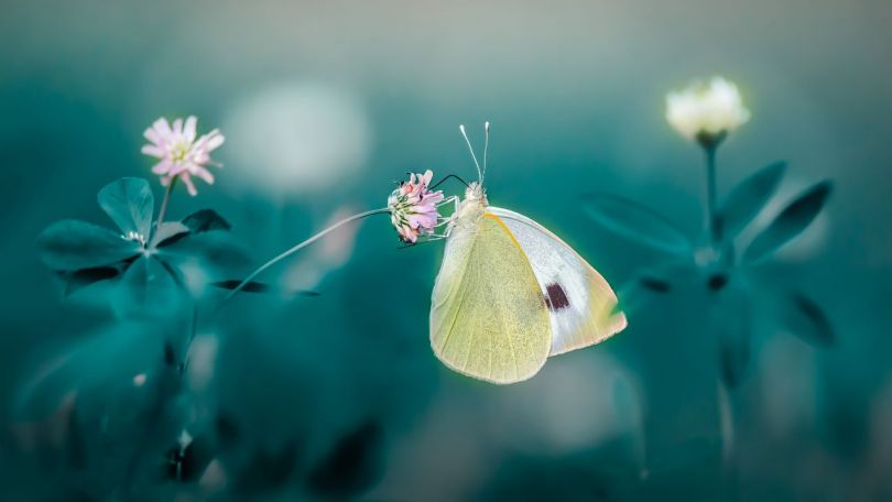 Ali obstaja dušni načrt, preden se rodimo?