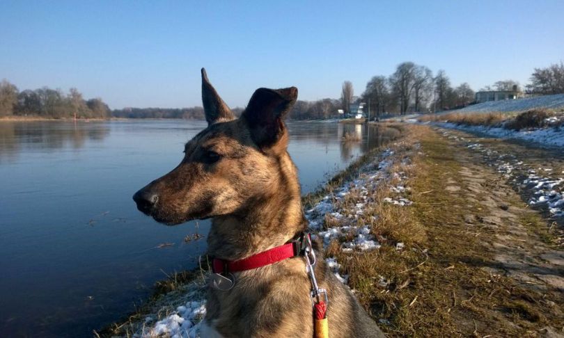 Tudi živali imajo dušo