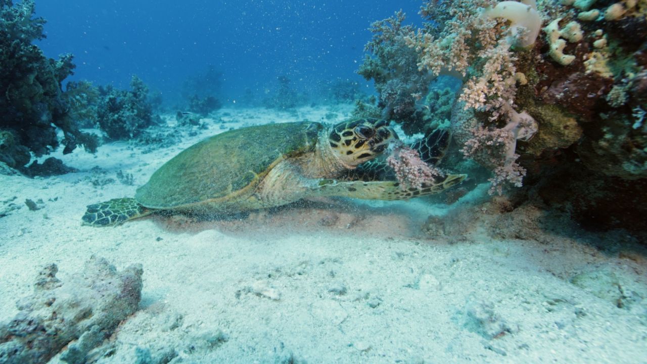 zelva potovanje egipt.jpg