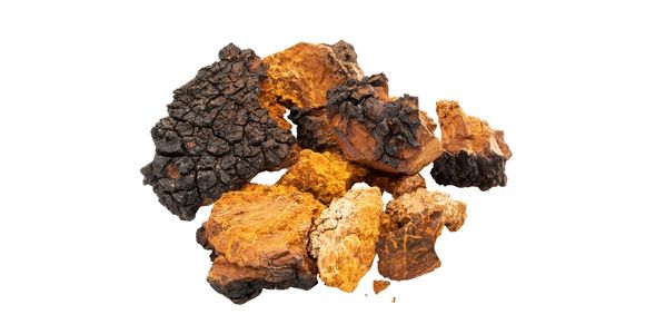 Črna čaga (Inonotus obliquus)