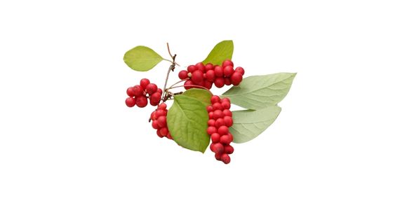 Šisandra izvleček plodov (10 % šisandrini)