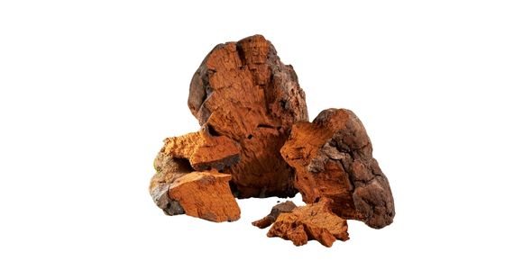 Divja organska sibirska čaga izvleček