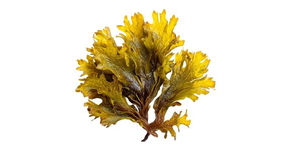 Ekološka rjava morska alga Ascophyllum nodosum