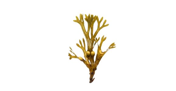 Ekološka rjava morska alga Pelvetia canaliculata