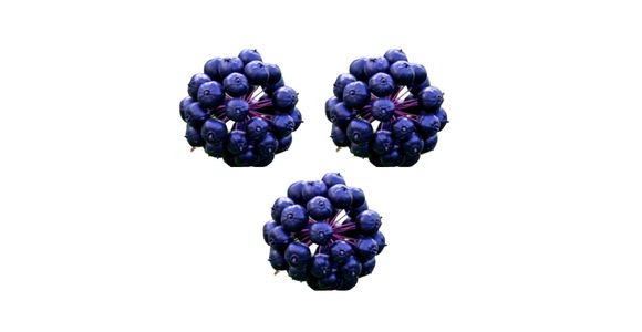 Elevterokok (Eleutherococcus senticosus)