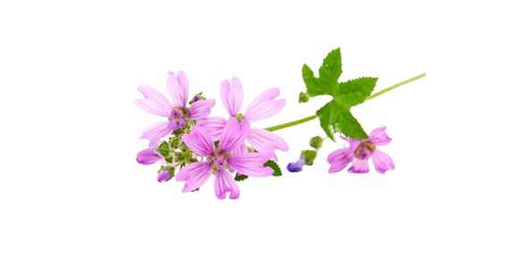 Gozdni slezovec (Althaea officinalis)