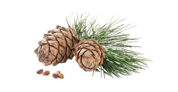 Hladno stiskano olje sibirske cedre, rakitovca in pegastega badlja