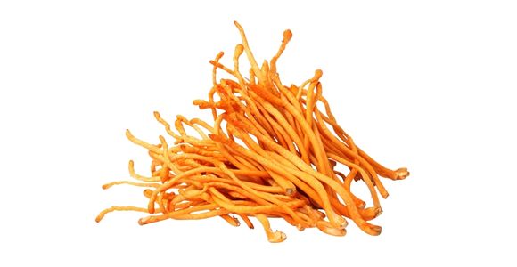 Kordiceps (Cordyceps militaris)