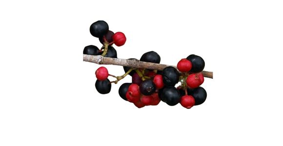 Navadna krhlinka (Rhamnus frangula)