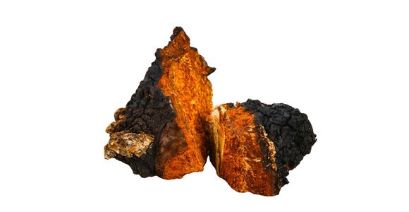 Organska čaga (Chaga)