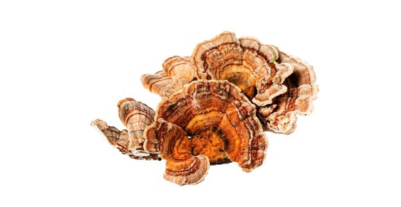 Organska pisana ploskocevka (Turkey Tail)