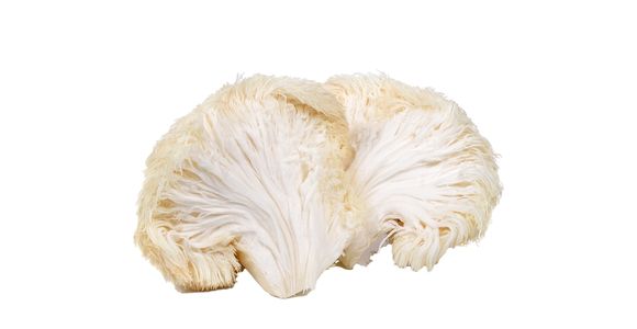 Organski resasti bradavec (Levja griva, Lion’s Mane)