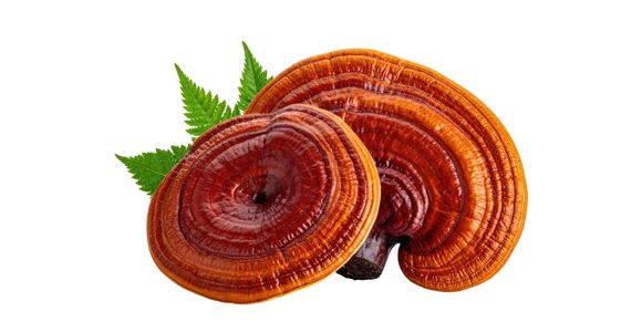 Reishi (Ganoderma lucidum)