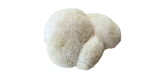 Resasti bradovec (Hericium erinaceus)
