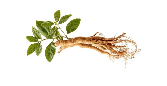 Rožni koren (Rhodiola rosea)