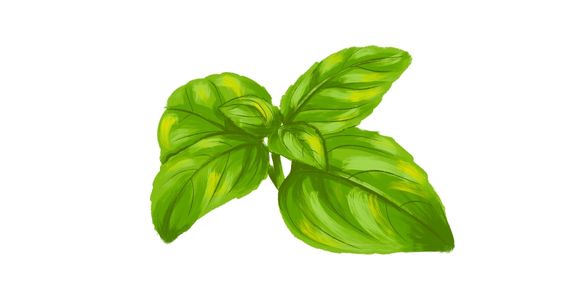 Tulsi / sveta bazilika (Ocimum sanctum)