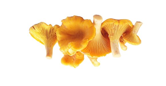 Lisička (Cantharellus cibarius)