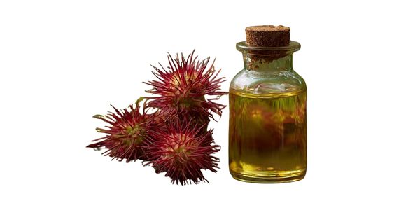 Ricinusovo olje (Ricinus communis)